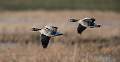 Set3.3 Canada Geese in Flight_Roger Hance